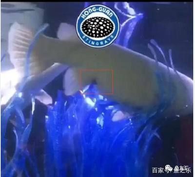 白化火箭魚能活多少年：白化火箭魚的壽命 祥龍超血紅龍魚 第4張