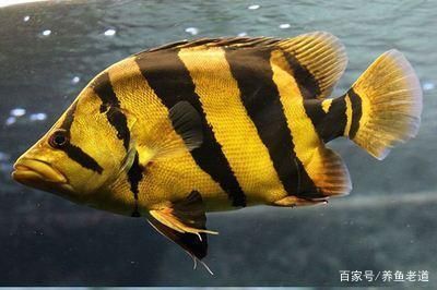 泰國虎魚吃什么食物為主：泰國虎魚吃什么食物為主，