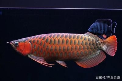 泰國虎魚吃什么食物為主：泰國虎魚吃什么食物為主， 泰國虎魚 第3張