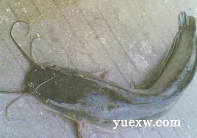 埃及魚和鯰魚區(qū)別：埃及魚和鯰魚有什么區(qū)別？ 埃及神仙魚 第1張