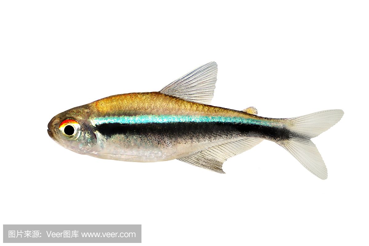 虎魚顏色變白了還能活嗎：虎魚的顏色變白了還能活嗎 虎魚百科 第2張