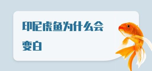 虎魚顏色變白了還能活嗎：虎魚的顏色變白了還能活嗎 虎魚百科 第3張