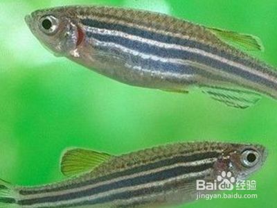 斑馬魚(yú)怎樣繁殖視頻：斑馬魚(yú)繁殖的基本步驟 斑馬狗頭魚(yú) 第2張