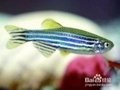 斑馬魚(yú)怎樣繁殖視頻：斑馬魚(yú)繁殖的基本步驟 斑馬狗頭魚(yú) 第1張