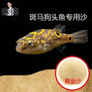 斑馬狗頭用什么魚缸：養(yǎng)斑馬狗頭魚的注意事項(xiàng) 斑馬狗頭魚 第1張