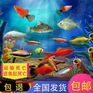 斑馬狗頭用什么魚缸：養(yǎng)斑馬狗頭魚的注意事項(xiàng) 斑馬狗頭魚 第3張