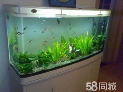 大型魚缸怎么清洗換水的：大型魚缸清洗換水方法 魚缸百科 第1張