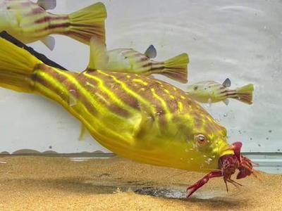 斑馬狗頭魚不吃東西怎么辦：斑馬狗頭魚不吃東西的原因和相應(yīng)的解決方案和解決方案 斑馬狗頭魚