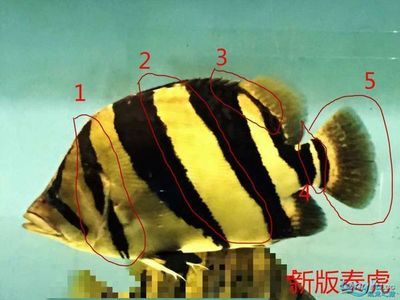 泰虎的特征：泰虎是一種什么樣的魚？ 泰國虎魚 第3張