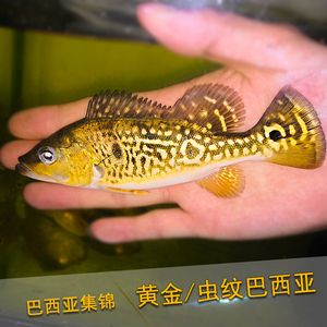 巴西亞魚顏色變黑啥原因：巴西亞魚顏色變黑可能有多種原因