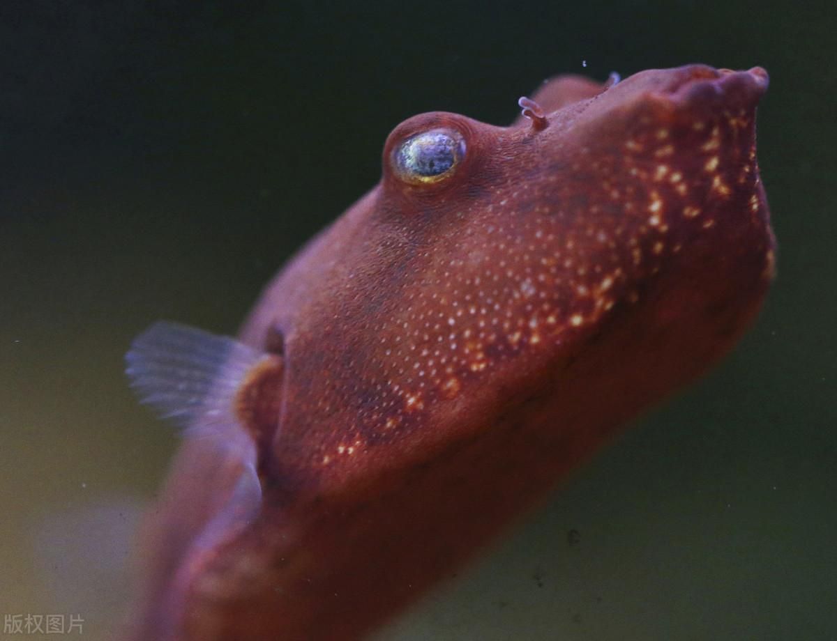 斑馬狗頭魚幾厘米開始磨牙：斑馬狗頭魚的飼養(yǎng)技巧 斑馬狗頭魚 第3張