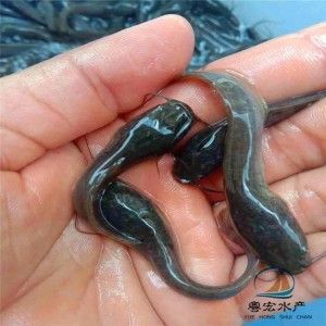 埃及塘虱魚(yú)：埃及塘虱魚(yú)的養(yǎng)殖方法