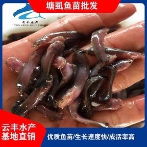 埃及塘虱魚：埃及塘虱魚的養(yǎng)殖方法 埃及神仙魚 第4張