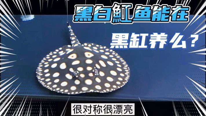 黑缸養(yǎng)魟魚好不好：黑缸養(yǎng)魟魚好不好黑缸養(yǎng)魟魚好不好 魟魚百科 第2張