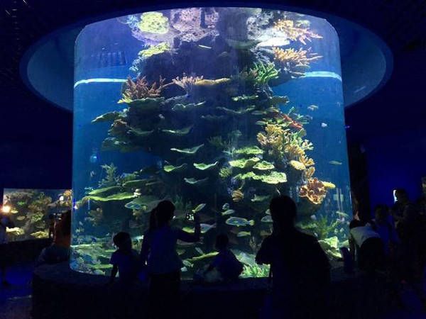 彩鰈水族館：南京彩鰈水族館 彩鰈魚缸（彩蝶魚缸） 第1張