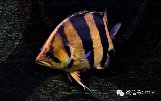 虎魚凸眼?。宏P(guān)于虎魚凸眼病的一些信息 虎魚百科 第2張