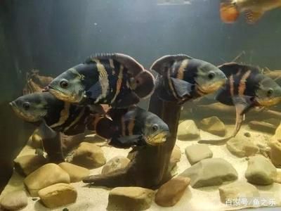 巴西亞魚養(yǎng)幾條好：巴西亞魚養(yǎng)幾條好并沒有一個固定的答案