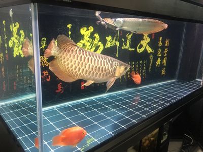 彩蝶魚缸燈架怎么拆卸：如何拆卸彩蝶魚缸燈架 水族燈（魚缸燈） 第1張