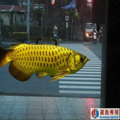 金龍魚專用燈排行第幾：金龍魚專用燈在京東上排行第幾？