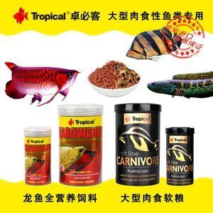 虎魚吃飼料嗎會(huì)死嗎：虎魚可以吃飼料嗎，虎魚吃飼料會(huì)死嗎 虎魚百科 第3張