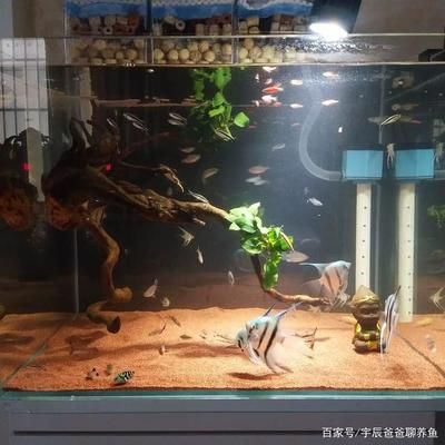 埃及神仙45高魚缸可以養(yǎng)嗎：埃及神仙魚的飼養(yǎng)注意事項