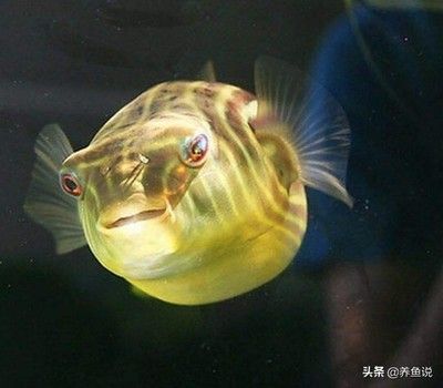 斑馬狗頭魚價格：不同大小的斑馬狗頭魚，價格從幾十元到上百元不等 斑馬狗頭魚 第1張