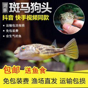 斑馬狗頭魚價(jià)格：不同大小的斑馬狗頭魚，價(jià)格從幾十元到上百元不等 斑馬狗頭魚 第2張