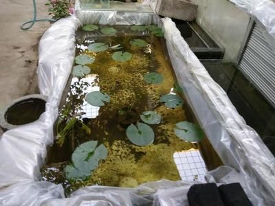 埃及燕魚：埃及燕魚怎么養(yǎng)？ 埃及神仙魚 第3張