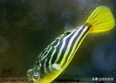 斑馬狗頭幼魚飼養(yǎng)吃什嗎：斑馬狗頭幼魚的飲食和養(yǎng)殖方法