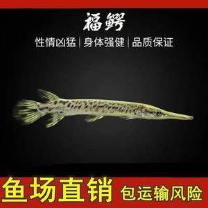 白化幽靈火箭魚價格：探索白化幽靈火箭魚的價格行情 祥龍超血紅龍魚 第4張