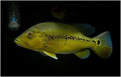 巴西亞魚吃食視頻：巴西亞魚吃食的視頻 巴西亞魚 第4張