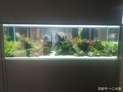 寶蓮燈魚魚缸造景：寶蓮燈魚如何造景？