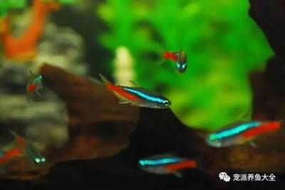 寶蓮燈魚魚缸造景：寶蓮燈魚如何造景？ 水族燈（魚缸燈） 第3張