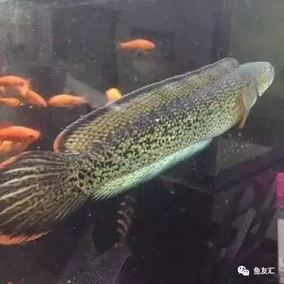 白化火箭能和什么魚混養(yǎng)：白化火箭與其他魚類混養(yǎng)時(shí)需要考慮到可能的繁殖能力