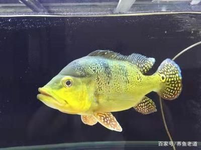 巴西亞魚怎么養(yǎng)噴金：巴西亞魚的噴金現(xiàn)象和注意事項(xiàng)