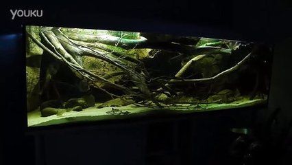 埃及神仙魚缸造景