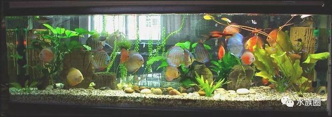 埃及神仙魚缸造景 埃及神仙魚 第3張