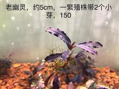 白化幽靈火箭魚繁殖：白化幽靈火箭魚的繁殖方法