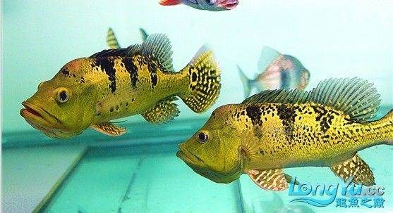 巴西亞魚(yú)和帝王三間哪個(gè)好：帝王三間魚(yú)和巴西亞魚(yú)哪個(gè)好？ 巴西亞魚(yú) 第1張