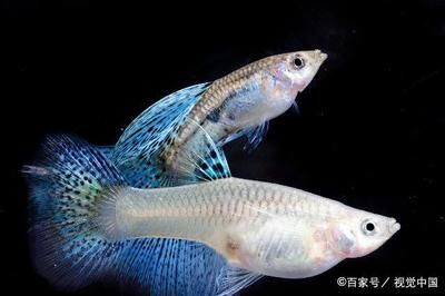 白化觀賞魚用什么燈比較好呢：對(duì)于白化觀賞魚，燈的選擇需要考慮到魚的生理需求和生活環(huán)境的模擬 水族燈（魚缸燈） 第4張