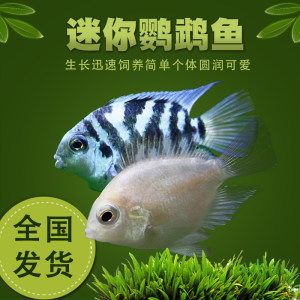 白化觀賞魚用什么燈比較好呢：對(duì)于白化觀賞魚，燈的選擇需要考慮到魚的生理需求和生活環(huán)境的模擬 水族燈（魚缸燈） 第3張