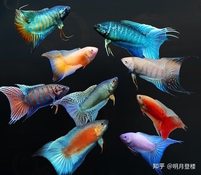 白化觀賞魚用什么燈比較好呢：對(duì)于白化觀賞魚，燈的選擇需要考慮到魚的生理需求和生活環(huán)境的模擬 水族燈（魚缸燈） 第1張