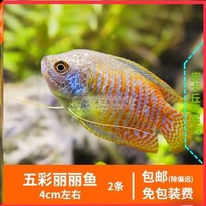 埃及神仙魚可以長多大的魚缸里面：埃及神仙魚的生長與魚缸大小