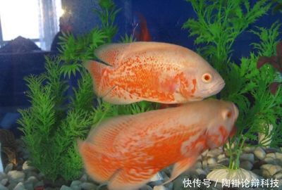 巴西亞魚怎么養(yǎng)出狀態(tài)的魚缸：巴西亞魚養(yǎng)殖建議 巴西亞魚 第4張