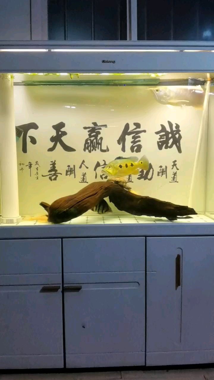 妥妥的四大神獸，牛逼：四大神獸，宇哥6519 觀賞魚(yú)論壇