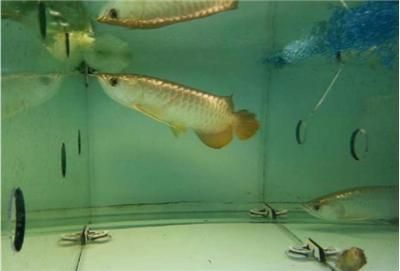 巴西亞魚好養(yǎng)嗎：巴西亞魚的飼養(yǎng)難度 巴西亞魚 第1張