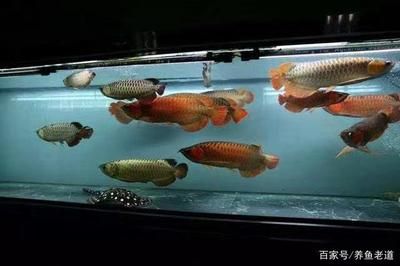 1米2魚缸養(yǎng)幾條錦鯉魚：1米2魚缸養(yǎng)幾條錦鯉魚缸養(yǎng)錦鯉數(shù)量取決于多個因素