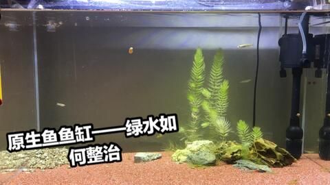 不打氧的魚缸養(yǎng)什么魚：不打氧的魚缸養(yǎng)什么魚缸養(yǎng)魚需要考慮到魚的品種、對氧氣的需求