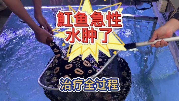 魟魚針劑成分：關(guān)于魟魚針劑的成分 魟魚百科 第1張