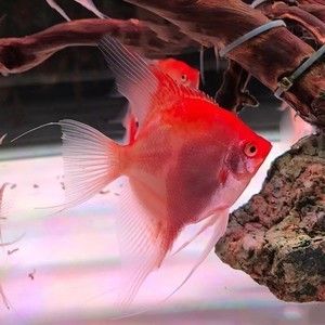 埃及神仙魚(yú)和f1的區(qū)別：埃及神仙魚(yú)和f1有什么區(qū)別？